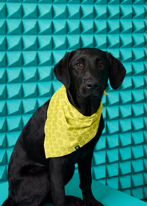 Pet Bandana